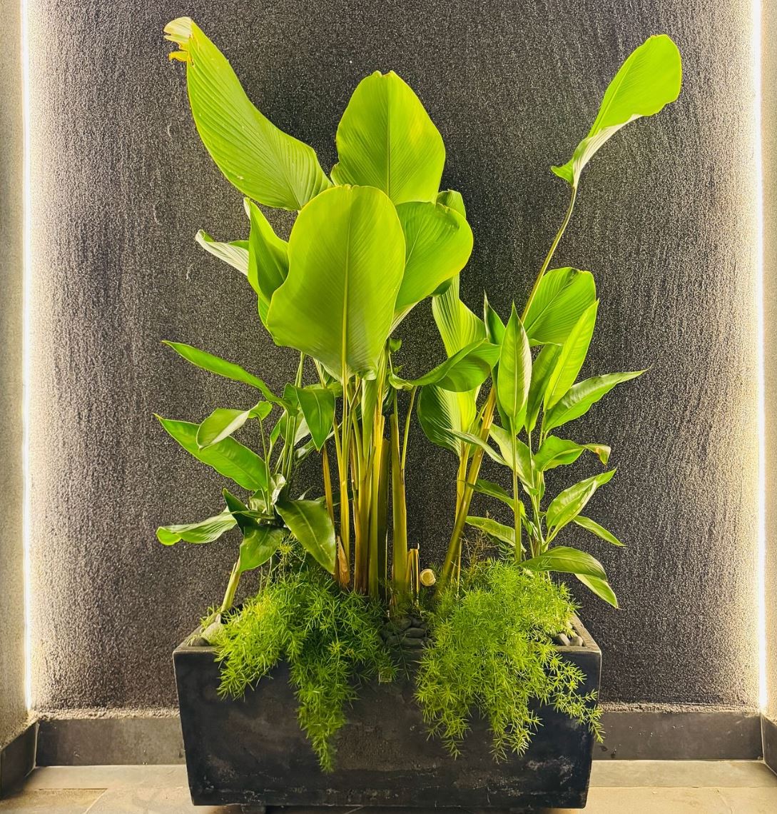 Plantas Ornamentais